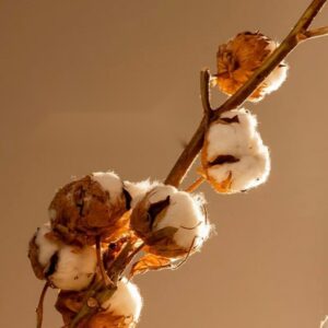 Rituel fleur de cotons